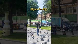 To feed pigeons in front of the Royal Palace, Phnom Penh Capital City of Cambodia #shorts #travlogs