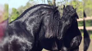 Beautiful Friesian Horses