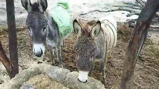 Donkey Mating at Village