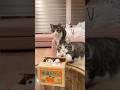 There is a kitty stuck in the box! #cat #catlovers #funny #funnycats #cute