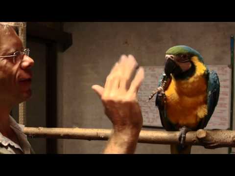 Video: Sådan Behandles En Papegøje