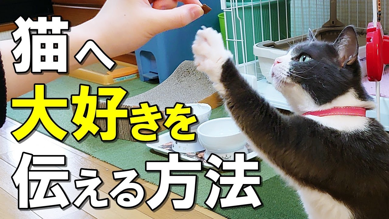 猫に大好きを伝えたい 猫に愛情を伝える方法９選 猫への愛情の伝え方の注意点も解説 保護猫 Youtube