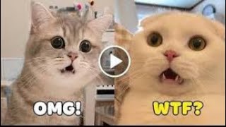 OMG! These Cats 😻 & Dogs 🐶 Speak English! - Pets Language - Cute Animal World 2020 by Cute Animal World 66 views 4 years ago 7 minutes, 13 seconds