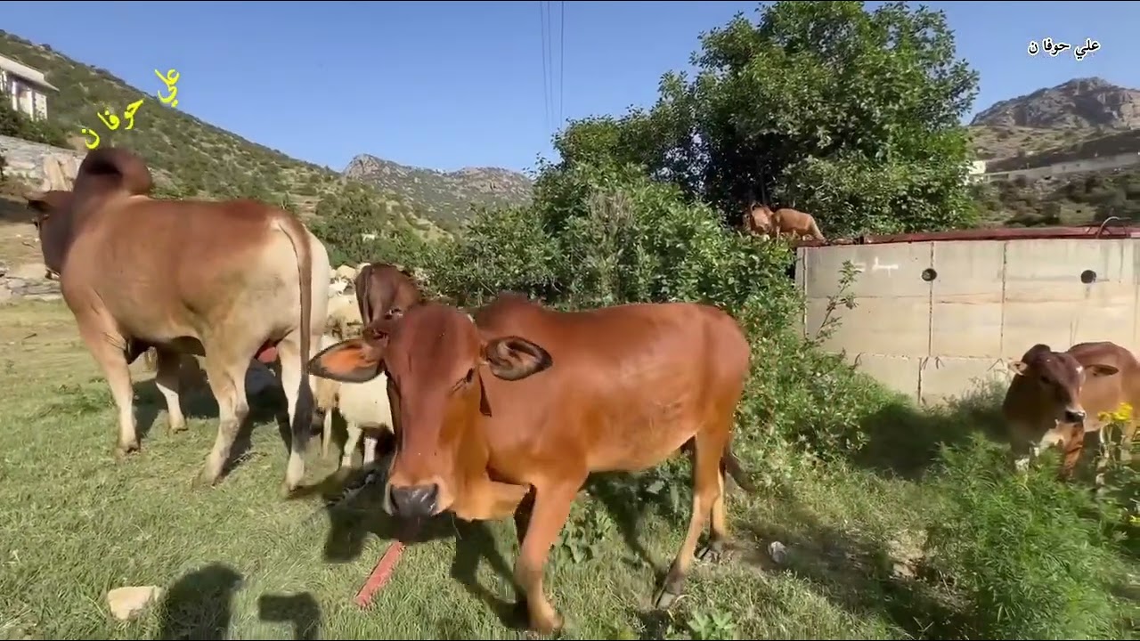 ‏جولة صباحية في وادي قنطان ￼ الجميل