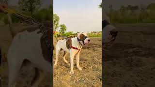 pitbull dog fight in punjab whatsapp status 2022 #shorts #pitbull #dogfight #ytshorts #tranding