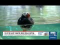 Suspected bacterial infection kills 3 puffins at Point Defiance Zoo