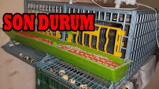 Bıldırcın kafesi bakımı ile ilgili bilgi - (yumurtluyor)