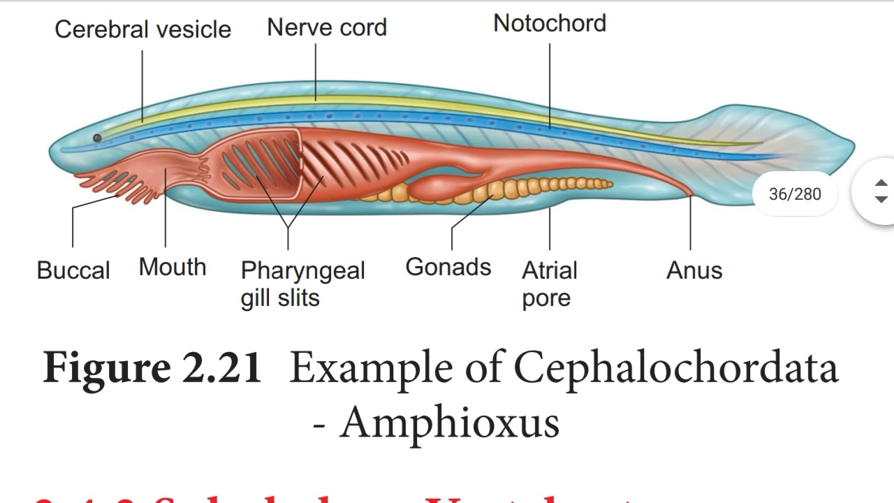 Vedio 6 Chapter 2 Urochordata And Cephalochordata YouTube vedio-6-chapter-2-urochordata-and-cephalochordata-youtube