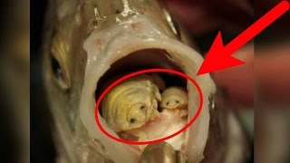 Ibu ini kaget,!! ikan yang ia beli di pasar ternyata terdapat makhluk kecil aneh ini
