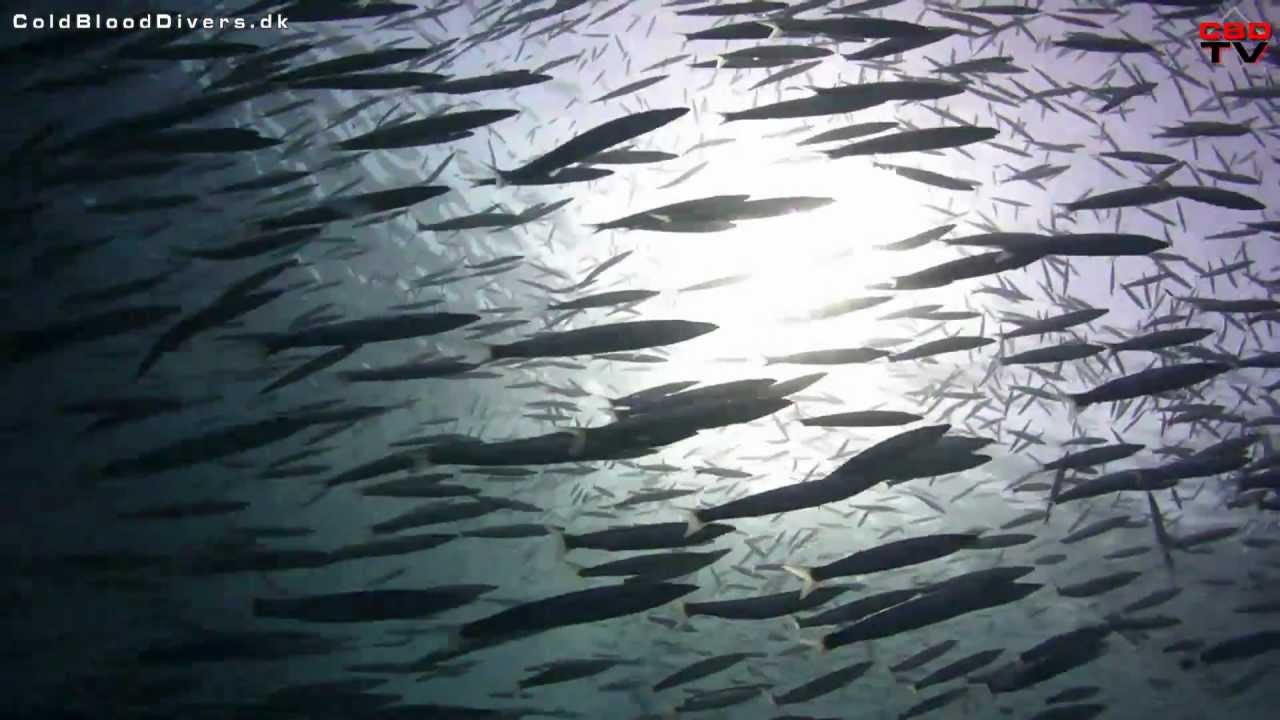 A million Barracuda and Giant Moray - Hurghada Egypt - Cold Blood Divers
