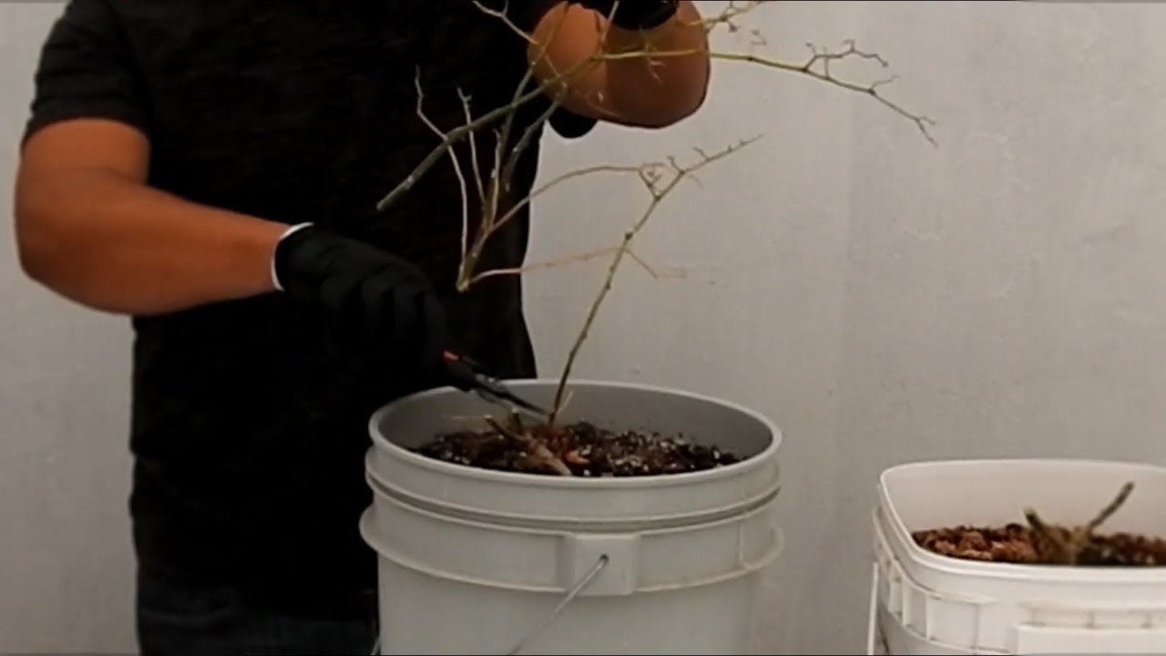 El invierno ya no será un problema para tus plantas de chile