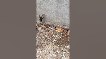 hổ mang định vào vườn bắt gà #snake #cobra #birds #kingkobra