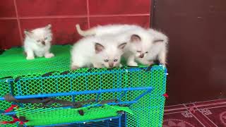 The cute Permese kittens 🐱 by JunPetsWorld 101 views 1 year ago 2 minutes, 10 seconds