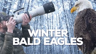 Enchanting Winter World of Bald Eagles | Wildlife Photography