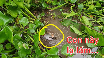2 đêm cấm câu 2 loại mồi. Mồi cá bống trứng cá lóc mê lấm | Săn bắt SÓC TRĂNG |