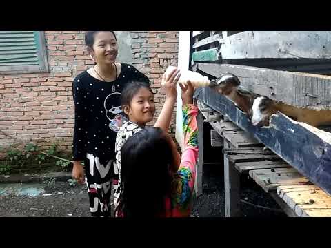 netekin//nyusuin bayi kambing  feeding baby goats
