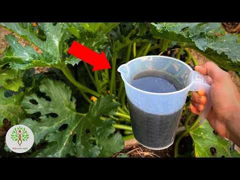 Video: Dovlecei cu mucegai - Ce să faci când frunzele de dovleac au mucegai