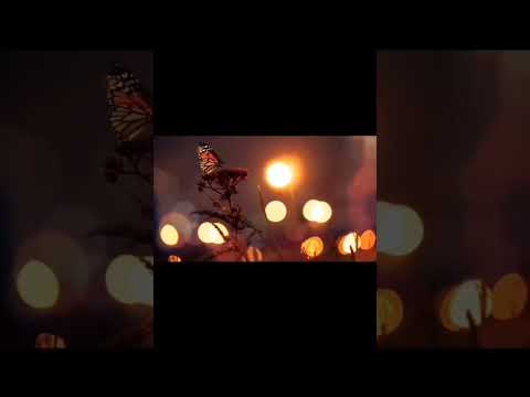 يا رقيقة الوصف أناشيد بدون موسيقى