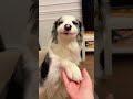 Funny moments of animals #petshorts #animalfailsfunny #animals being derps #funny pet fails
