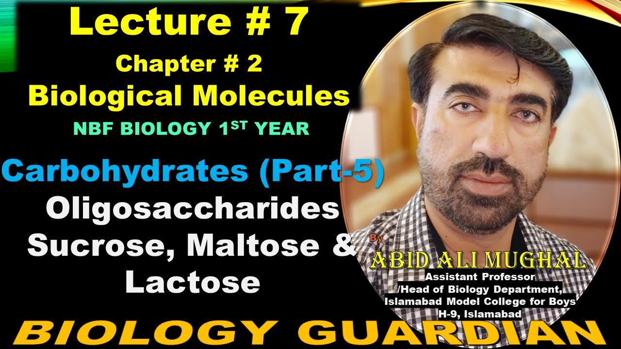 Oligosaccharides | Disaccharides | Sucrose | Maltose | Lactose | Lecture 7 Ch 2 NBF Biology-11