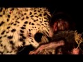 La noche que el Leopardo durmio con el Babuino avi