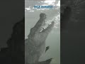 Australian Tour Guide Attacked by 7ft Crocodile!