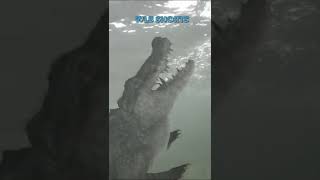 Australian Tour Guide Attacked by 7ft Crocodile!
