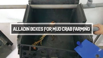 Extra Large Mud Crab Farming Boxes with Metric PVC Fitting