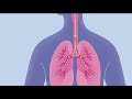 The Impact of COVID-19 on Respiratory Health and Immune Response