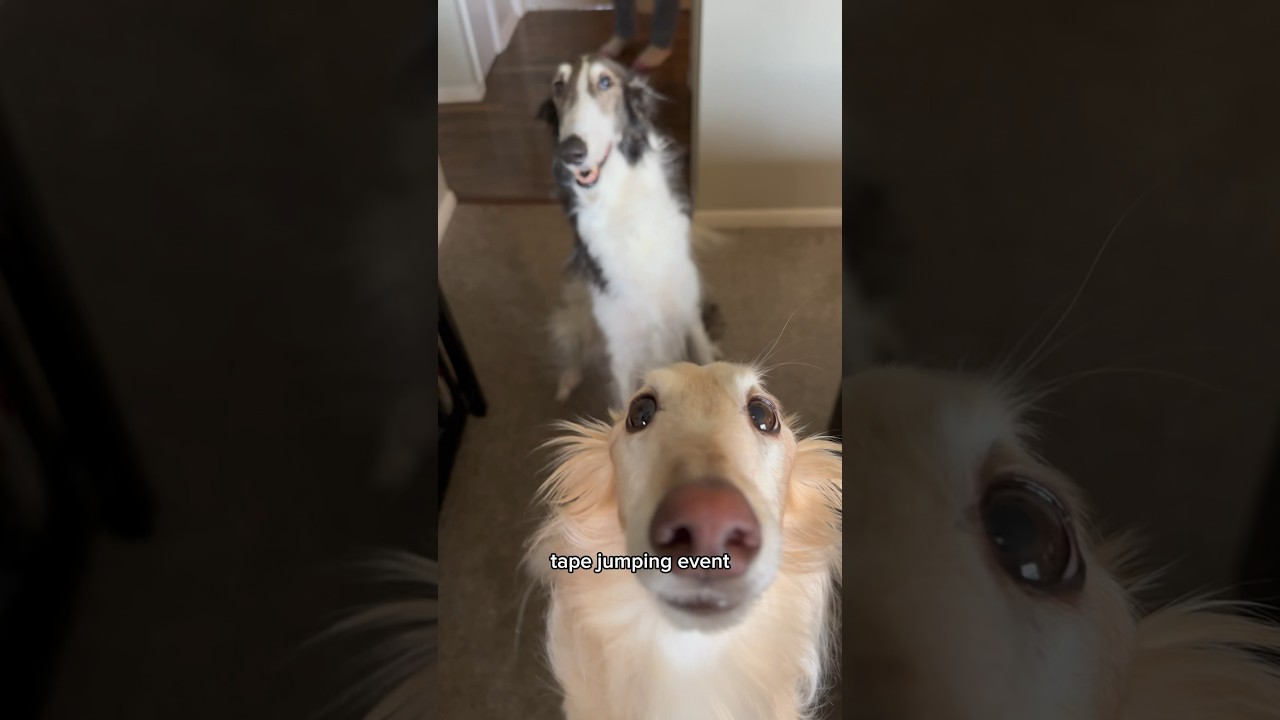 олимпиада по лапше, часть 1 