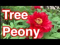 The Beauty of Tree Peony