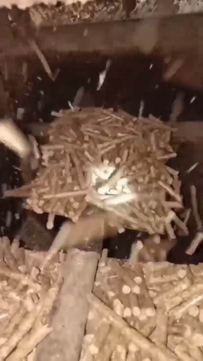 How Are Wood Pellets Made pelletmachine pellets woodwork sawmill how-are-wood-pellets-made-pelletmachine-pellets-woodwork-sawmill