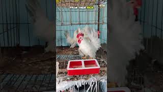 Japanese Bantam Chickens – Why They’re Everyone’s Favorite! Profile