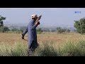QUAIL HUNTING WITH HAWKS NEW VIDEO // BATAIR KA SHIKAR 2021 // TECHNICAL THROWING OF RAPTORS.