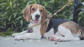 The Potential of Beagles as Service Dogs for Individuals with Disabilities