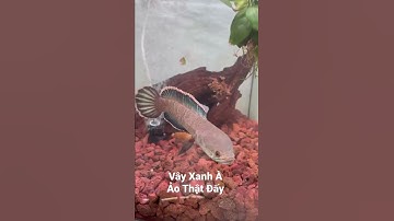 Cá Lóc Cảnh | Lóc Vây Xanh Việt Nam #Channalee