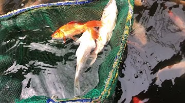 Đi vớt cá Koi về cho sấu hỏa tiễn ăn | Chi tiết đường đến Trại cá quận 12