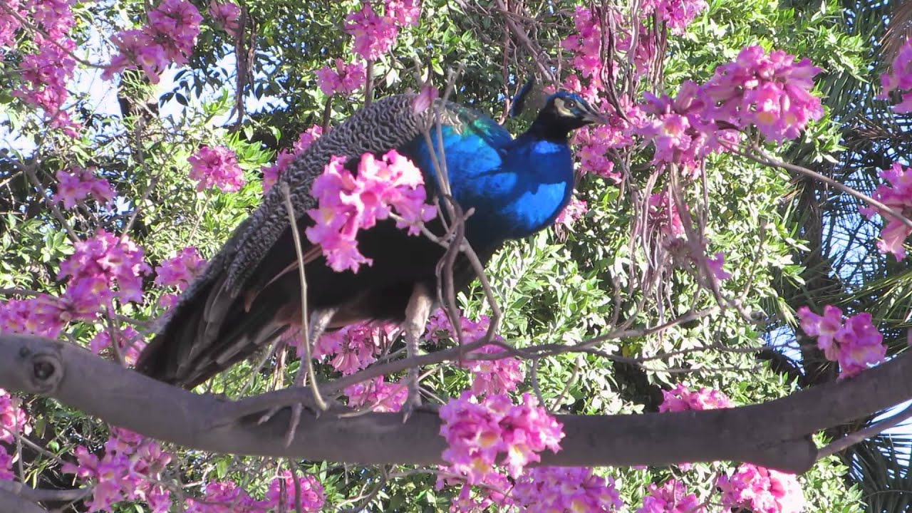 Peacock Eating Pink Trumpet Tree Blossoms - YouTube