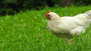 Relaxing Chicken Videos to Calm Down - Following chicken around a farm