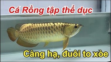 Chia sẽ cách cho cá rồng tập thể dục giúp càng hạ, đuôi xòe và đít bự || CRWIN GIẢI TRÍ