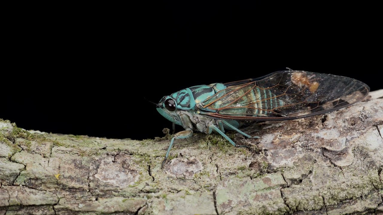 Zammara sp. (Hemiptera, Cicadidae, Zammarini)