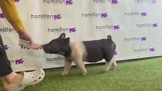 Cross gilt 1 2