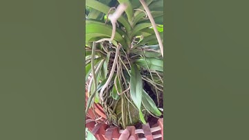 Ngọc điểm đầm lầy siêu vip