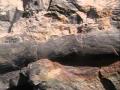 Joggins Fossil Cliffs UNESCO World Heritage Site