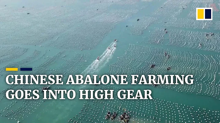 China’s abalone farming in Fujian province goes into high gear with start of annual breeding season - DayDayNews