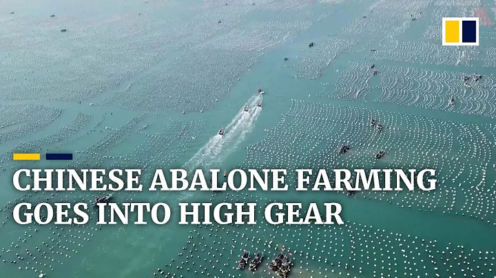 Chinas abalone farming in Fujian province goes int...