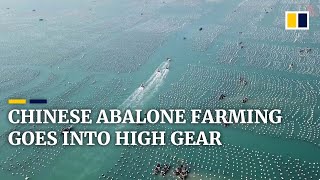 Chinas Abalone Farming In Fujian Province Goes Into High Gear With Start Of Annual Breeding Season