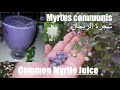 Common myrtle fruit juice  myrtus communis   