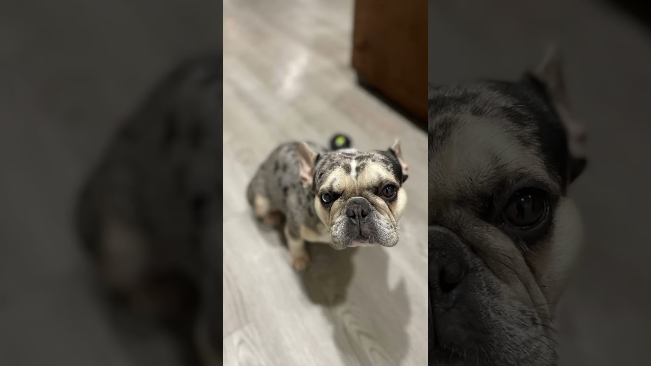 Merble Frenchie for adoption ❤️. 