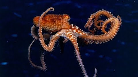 Secret Life of Octopuses - Intelligent Ocean Animals (Octopus Documentary 2018)